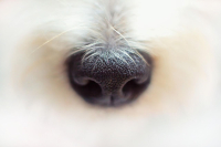 Veterinární klinika Jaggy Praha čelí dvěma vážným kauzám!