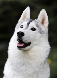 Modrooký workoholik – to je sibiřský husky!