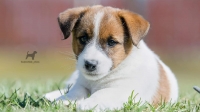 Velký malý pes – to je Jack Russell teriér!