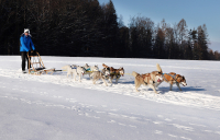 Sibiřský husky prostě nemůže neokouzlit!