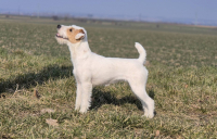 Parson a Jack Russell teriér – dvě plemena, jeden základ 