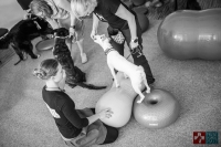 Domácí psí fitness – pokročilé cviky na balónech II. kombinace balančních pomůcek