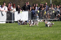 Doběhněte si na čtvrtý ročník Corgi race cupu – již za měsíc!