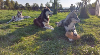 Zákaz držení psů na úvaze na Slovensku – pohled z druhé strany