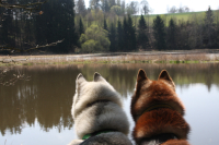 Sibiřský husky prostě nemůže neokouzlit!