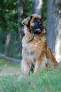 Veterinární poradna – Pomoc, moje fena pořád nehárá!