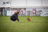 Mistrovství světa v Dog Pulleru letos v ČR!
