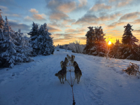 Sibiřský husky se narodil pro mushing!