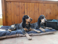 Modrý gaskoňský basset je přátelský, veselý a aktivní pes!
