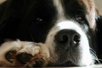 Péče o psí tlapky: Klíč k pohodlí a zdraví vašeho psa