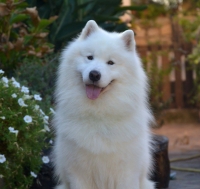 Samojed má najkrajší úsmev na svete!