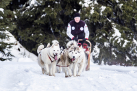 Sibiřský husky se narodil pro mushing!