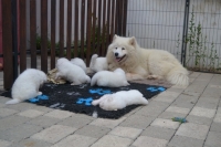 Samojed má najkrajší úsmev na svete!