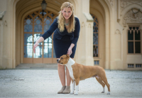 Teriér s duší pracanta – to je amstaff
