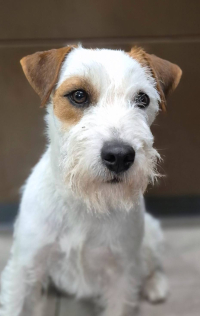 Parson a Jack Russell teriér – dvě plemena, jeden základ 