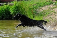 Veterinární poradna – Pomoc, můj pes se drbe!