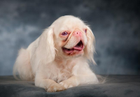 Co znamená albinismus pro chov psů?
