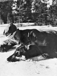 Historie služební kynologie 50. léta – 1. díl