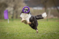 Mistrovství světa v Dog Pulleru letos v ČR!