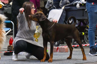 Dobrman v kruhu zaujme diváka v postoji i v pohybu