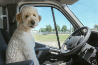 Cestujte se psem bezpečně a bez porušování zákonů