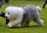 Šarmantní bobtail má poutavou historii