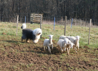 Bobtail není jen Maxipes Fík!