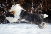 Bobtail je nádherný nejen svou povahou, ale i svým zjevem!