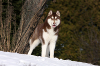 Sibiřský husky prostě nemůže neokouzlit!