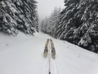 Sibiřský husky se narodil pro mushing!