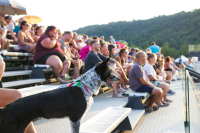 Prague Agility Party 2024: Velkolepá událost plná adrenalinu a psího nadšení!