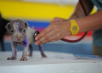 Adopce psa – důvěřuj, ale prověřuj!