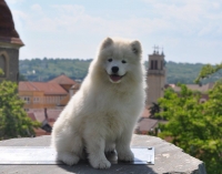 Samojed má najkrajší úsmev na svete!