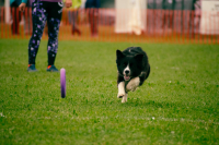 Silné emoce a překonávání hranic státních i osobních – takové bylo Mistrovství světa v Dog Pulleru 2024