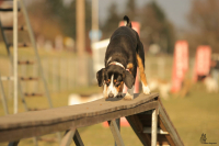 Pět nezbytných věcí pro úspěch vašeho psa nejen v tréninku – 24. díl