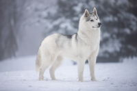 Sibiřský husky prostě nemůže neokouzlit!