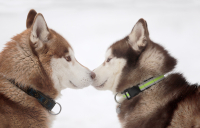 Sibiřský husky prostě nemůže neokouzlit!