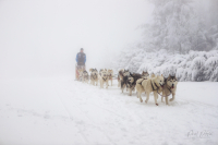 Sibiřský husky se narodil pro mushing!