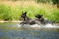 Cane corso je hlavně parťákem pro život!