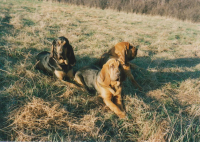 Bloodhound se pro loveckou kynologii vyloženě hodí!