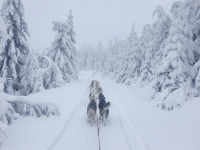 Sibiřský husky se narodil pro mushing!