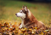 Sibiřský husky prostě nemůže neokouzlit!