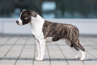 Teriér s duší pracanta – to je amstaff