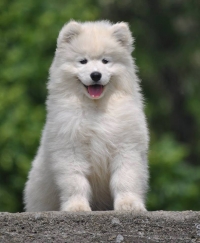 Samojed má najkrajší úsmev na svete!