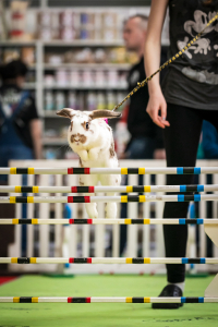 Milovníci zvířat, zbystřete! Nějvětší chovatelský veletrh FOR PETS už po Velikonocích! 