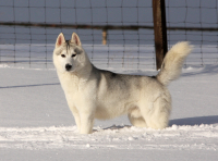 Sibiřský husky prostě nemůže neokouzlit!