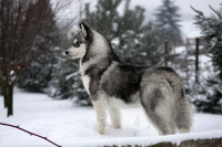 Sibiřský husky prostě nemůže neokouzlit!