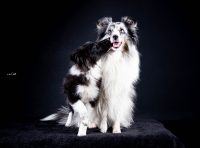 Separační úzkost u psa: jak ji poznat a co (ne)dělat! I. díl