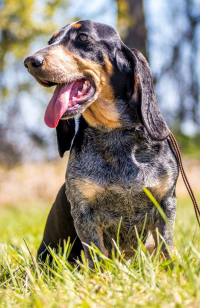 Modrý gaskoňský basset je přátelský, veselý a aktivní pes!