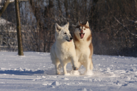 Sibiřský husky prostě nemůže neokouzlit!